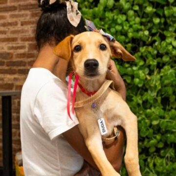 Evento de adoção em shopping reúne animais e promove reencontro de pets já adotados