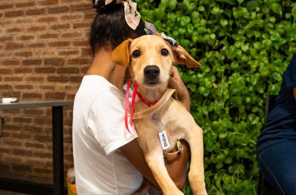 Evento de adoção em shopping reúne animais e promove reencontro de pets já adotados