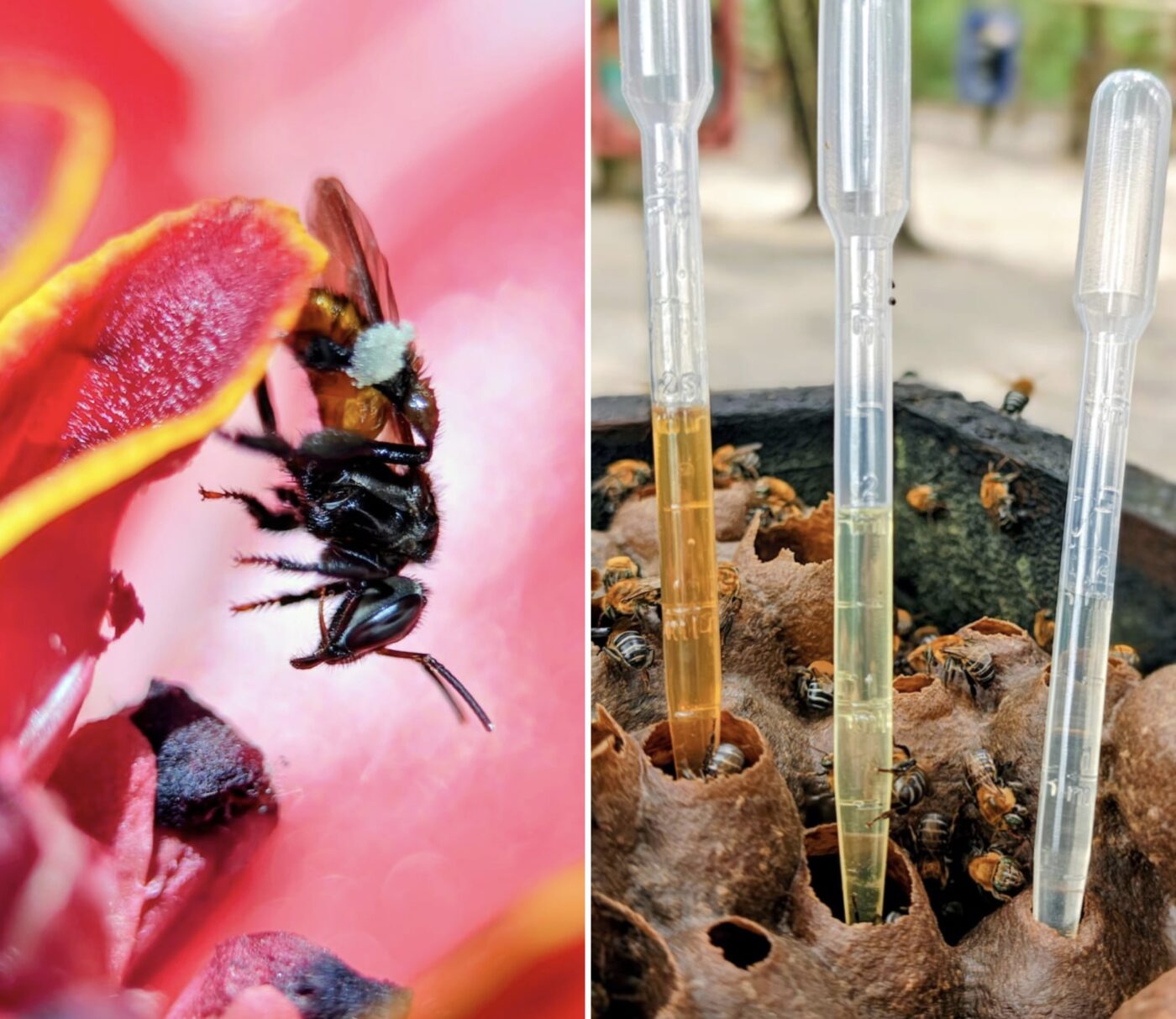 Santuário das abelhas movimenta turismo e preserva o meio ambiente na Praia do Forte