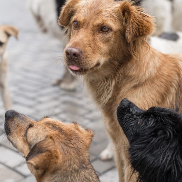 Salvador regulamenta presença de animais comunitários em condomínios; saiba mais