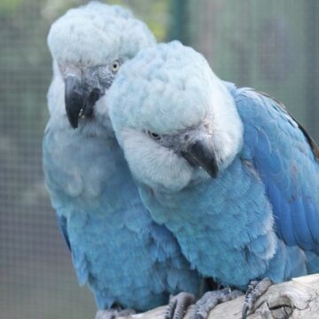 Todas as ararinhas-azuis em vida livre na Bahia testam positivo para vírus letal, confirma ICMBio