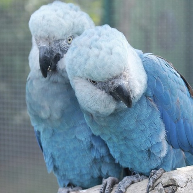 Todas as ararinhas-azuis em vida livre na Bahia testam positivo para vírus letal, confirma ICMBio