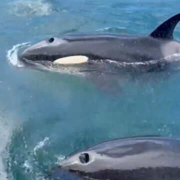 Show de beleza: grupo de orcas nada próximo a barco no Rio de Janeiro; veja vídeo
