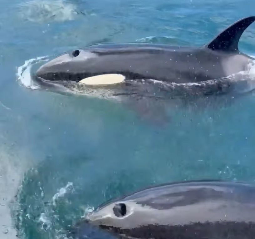 Show de beleza: grupo de orcas nada próximo a barco no Rio de Janeiro; veja vídeo