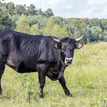 Touro descontrolado aterroriza comunidade e ataca moradores: ‘Parece que espera o momento certo’