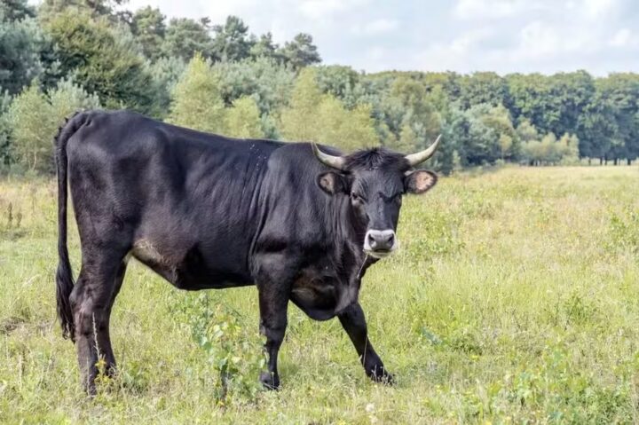 Touro descontrolado aterroriza comunidade e ataca moradores: ‘Parece que espera o momento certo’