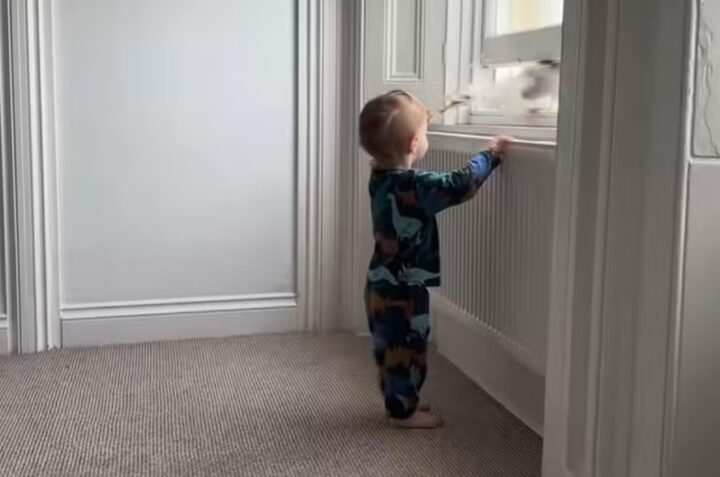 Mãe grava gaivota roubando bolo da mão de filho de 2 anos