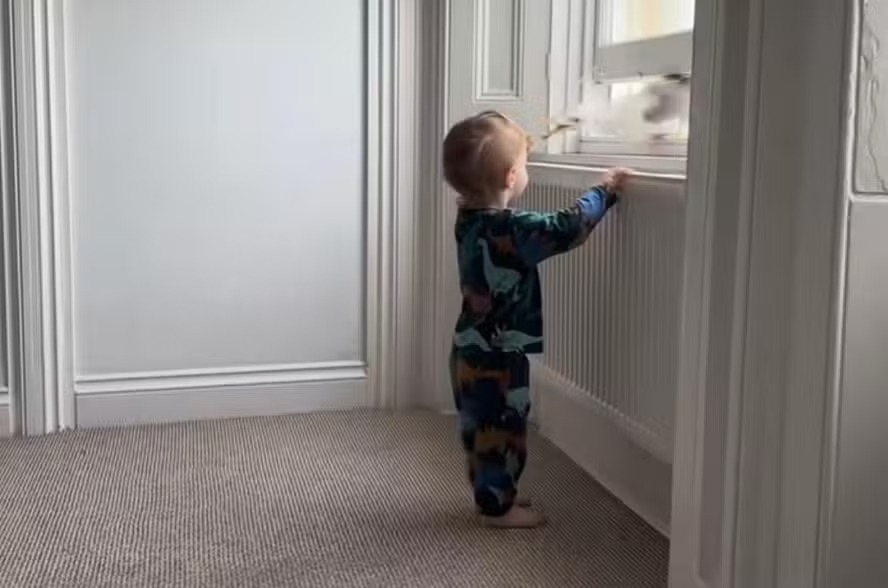 Mãe grava gaivota roubando bolo da mão de filho de 2 anos