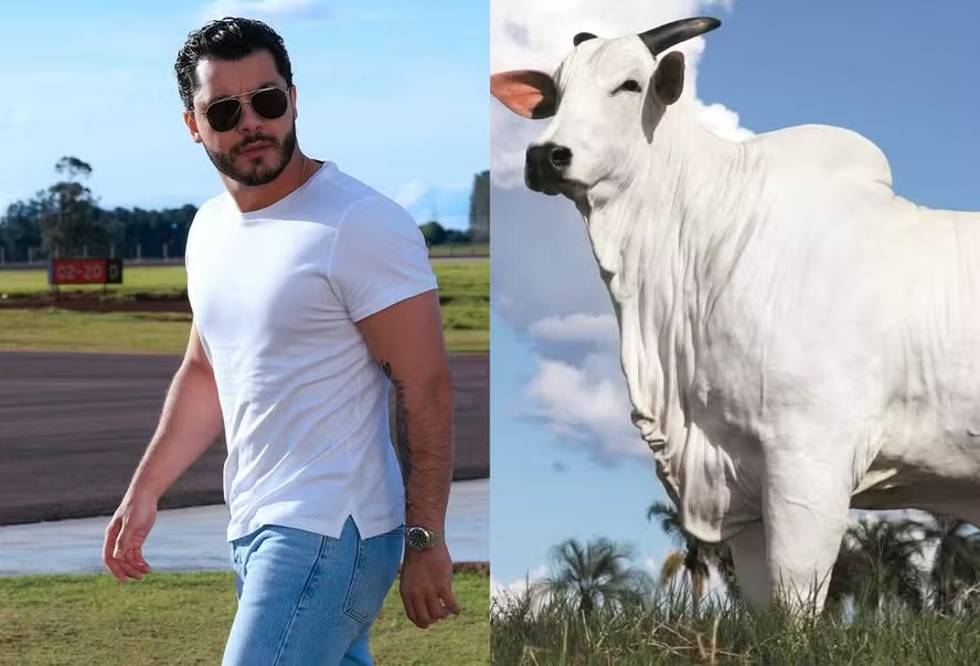 Murilo Huff sobre aquisição de vaca de R$ 54 milhões: ‘Mais valorizada do mundo’
