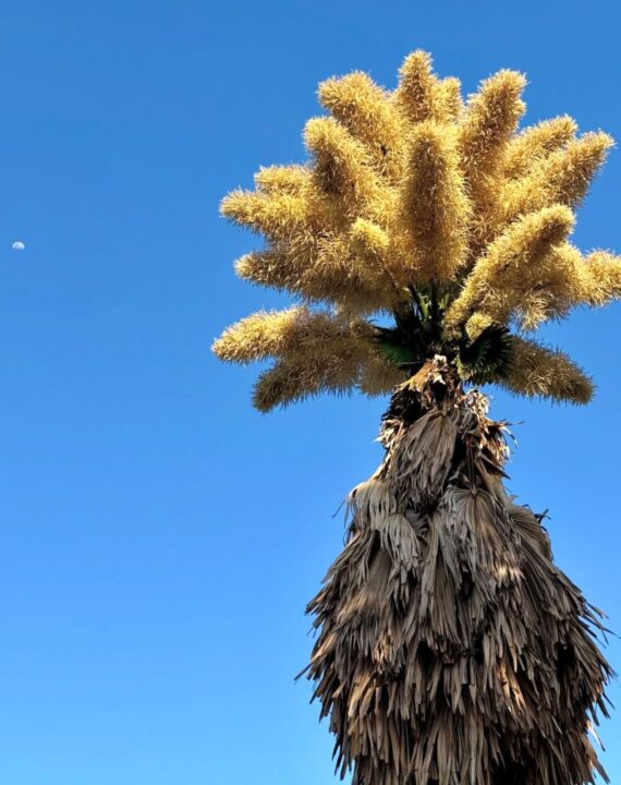Palmeira trazida por Burle Marx que floresce a cada 70 anos chama a atenção no Rio de Janeiro