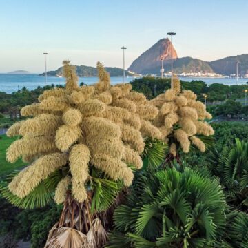 Palmeira trazida por Burle Marx que floresce a cada 70 anos chama a atenção no Rio de Janeiro