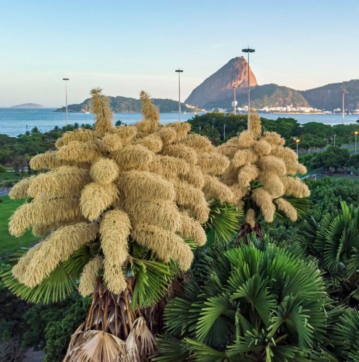 Palmeira trazida por Burle Marx que floresce a cada 70 anos chama a atenção no Rio de Janeiro