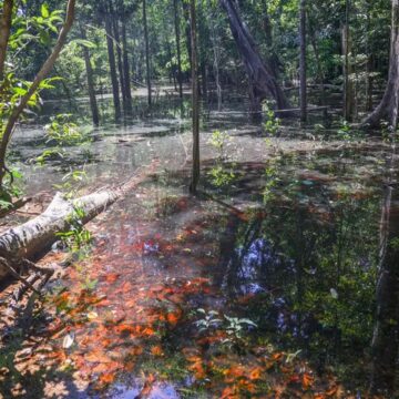 Dinossauros viveram na Amazônia, afirmam pesquisadores de Roraima