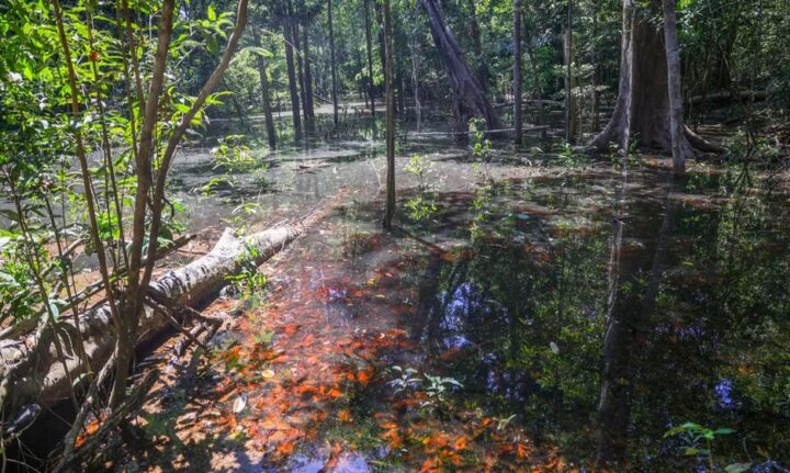 Dinossauros viveram na Amazônia, afirmam pesquisadores de Roraima