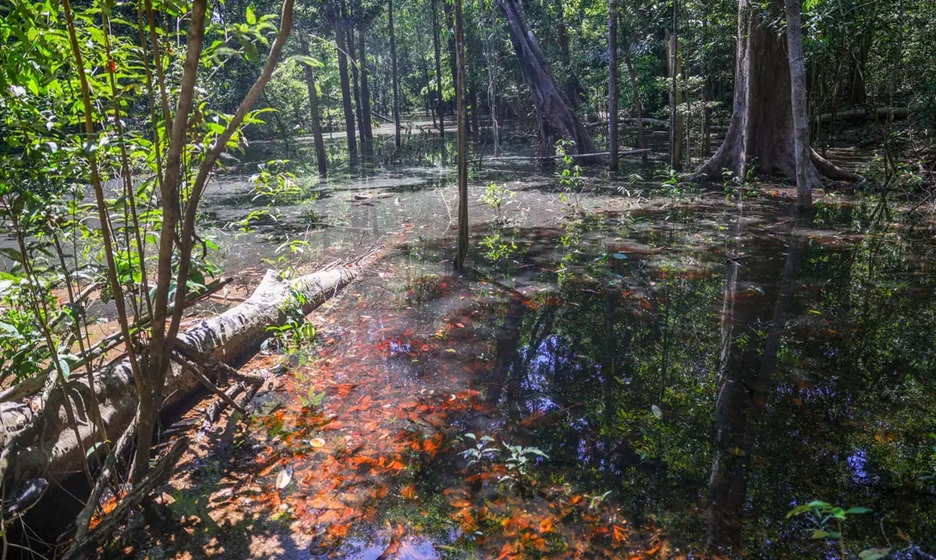 Dinossauros viveram na Amazônia, afirmam pesquisadores de Roraima