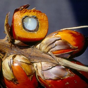 Bahia ganha programa para recuperar e fortalecer a cadeia produtiva do dendê