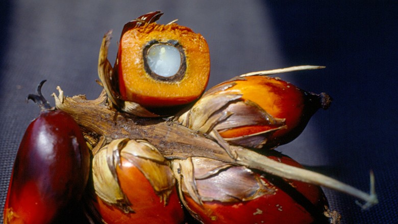 Bahia ganha programa para recuperar e fortalecer a cadeia produtiva do dendê