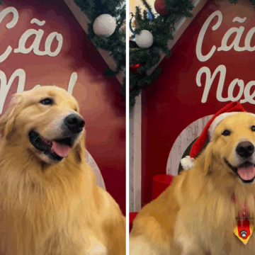 Tutores realizam encontro de Golden Retrievers no Parque Shopping nesta sexta (7)