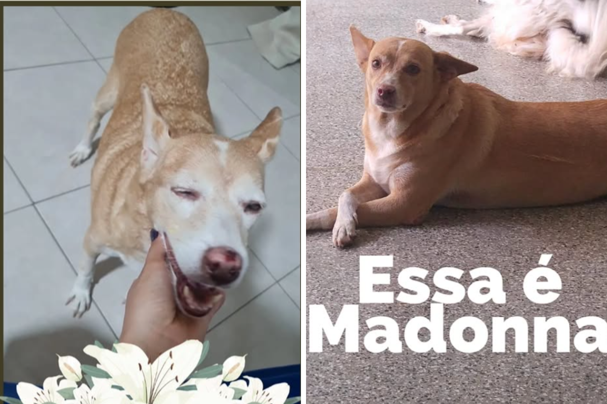 Morre Madonna, cadelinha famosa no campus da Ufba