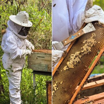 Santuário das abelhas movimenta turismo e preserva o meio ambiente na Praia do Forte
