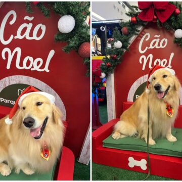 “Doguinhos Noel”: cães terapeutas participam da programação natalina de shopping na Bahia