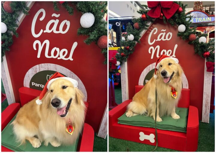 “Doguinhos Noel”: cães terapeutas participam da programação natalina de shopping na Bahia