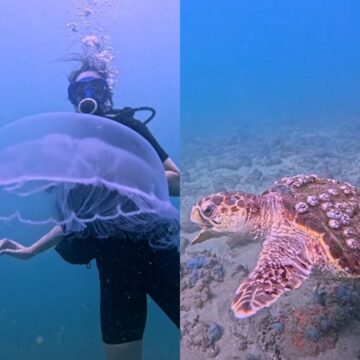 Mergulhador encanta ao mostrar imagens de vida marinha no Porto da Barra; assista