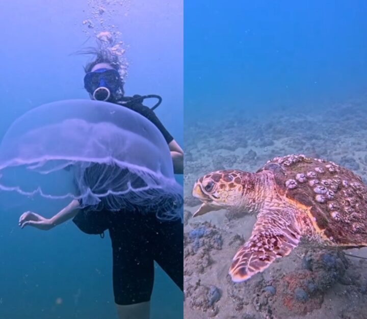 Paraíso submerso! Vídeo mostra riqueza da vida marinha no Porto da Barra; assista