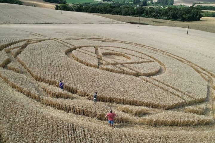 Figura misteriosa reaparece em plantação de trigo em Santa Catarina e intriga moradores