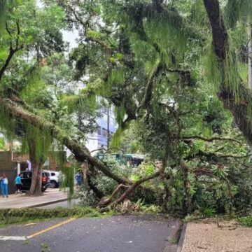 Trecho da Avenida Sete de Setembro é bloqueado após queda de árvore no Corredor da Vitória