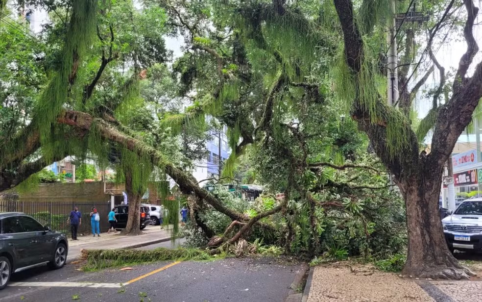 Trecho da Avenida Sete de Setembro é bloqueado após queda de árvore no Corredor da Vitória