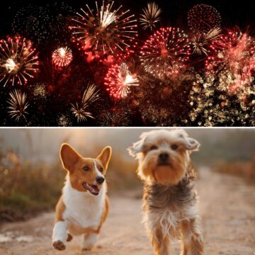 Projeto de lei na Bahia prevê multa e interdição por uso de fogos de artifício perto de animais