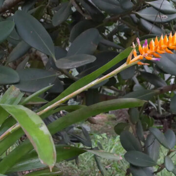 Espécie rara de bromélia coletada na Bahia floresce no Jardim Botânico do Rio