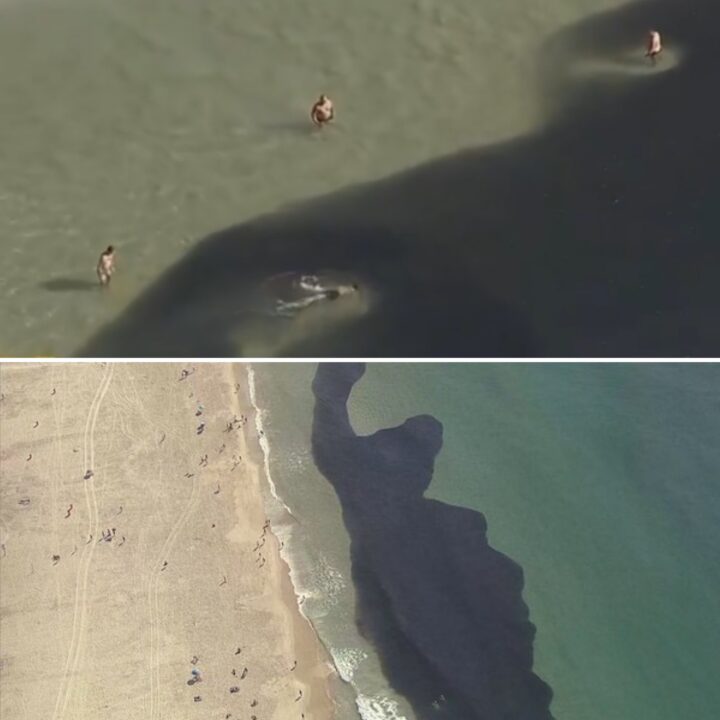 Banhistas nadam em meio a cardumes gigantes em praia do Rio de Janeiro
