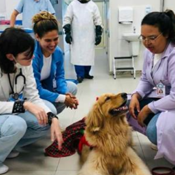 Pacientes de hospital em Salvador recebem visita especial de cão terapêutico