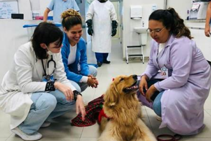 Pacientes de hospital em Salvador recebem visita especial de cão terapêutico