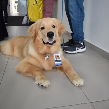 Projeto que autoriza entrada de animais de estimação em hospitais de Salvador é aprovado
