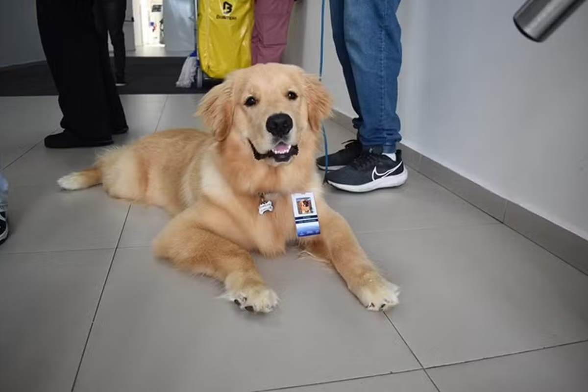 Projeto que autoriza entrada de animais de estimação em hospitais de Salvador é aprovado