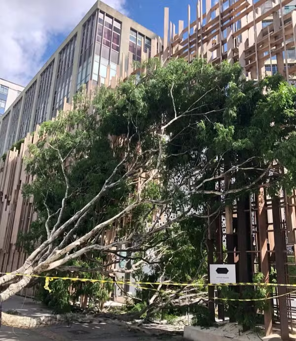 Ventania deixa mais de 2 milhões de imóveis sem luz na Grande SP; voos são cancelados e parques fecham