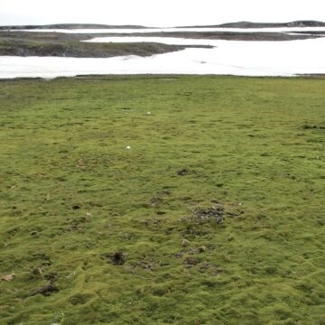 Antártica está ficando verde e  Brasil sentirá os efeitos climáticos