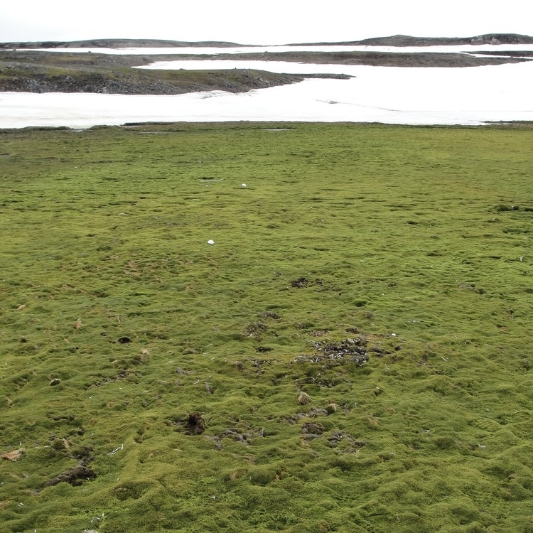 Antártica está ficando verde e  Brasil sentirá os efeitos climáticos