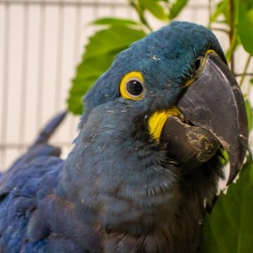 Jurema, arara-azul resgatada na Bahia, ganha novo lar no Zoológico de SP após voo solidário