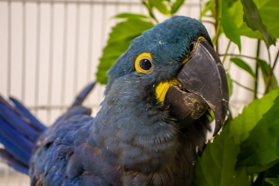 Jurema, arara-azul resgatada na Bahia, ganha novo lar no Zoológico de SP após voo solidário