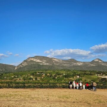 Bahia pode ganhar ‘Estrada das Vinícolas’; conheça
