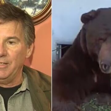Drama: urso invade mansão e convive com morador desde novembro