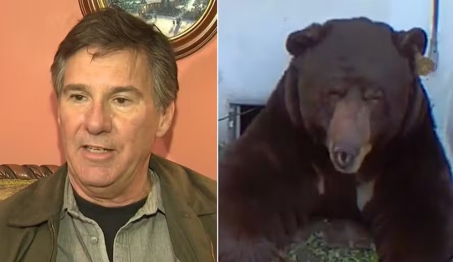 Drama: urso invade mansão e convive com morador desde novembro