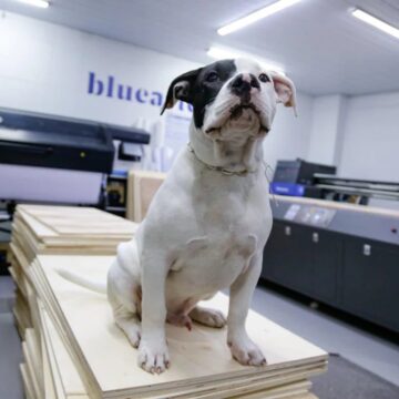 Cãozinho Blue vira mascote oficial e muda clima de empresa baiana de cenografia