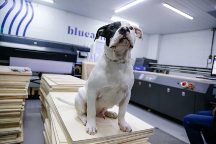 Cãozinho Blue vira mascote oficial e muda clima de empresa baiana de cenografia