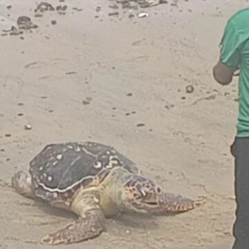 Tartaruga marinha é encontrada morta no Porto da Barra