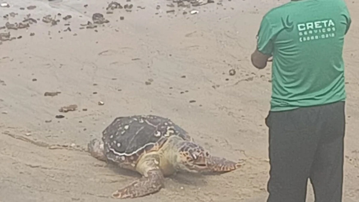 Tartaruga marinha é encontrada morta no Porto da Barra